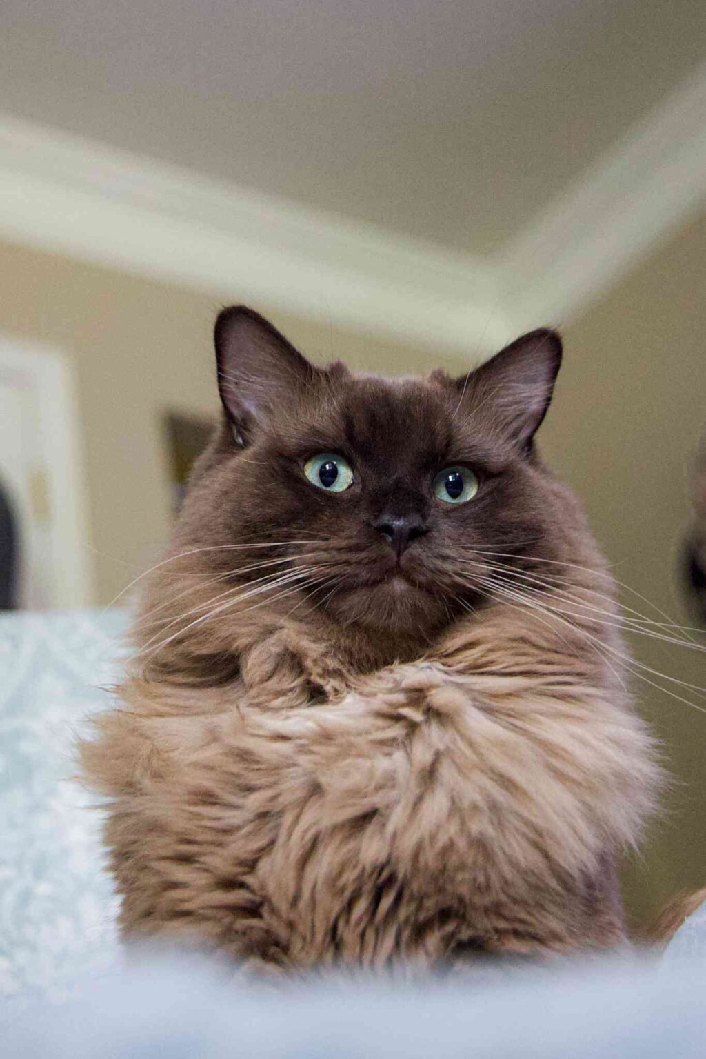 Seal Sepia Ragdoll: Facts & Features (With Pictures) - Ragdoll cute