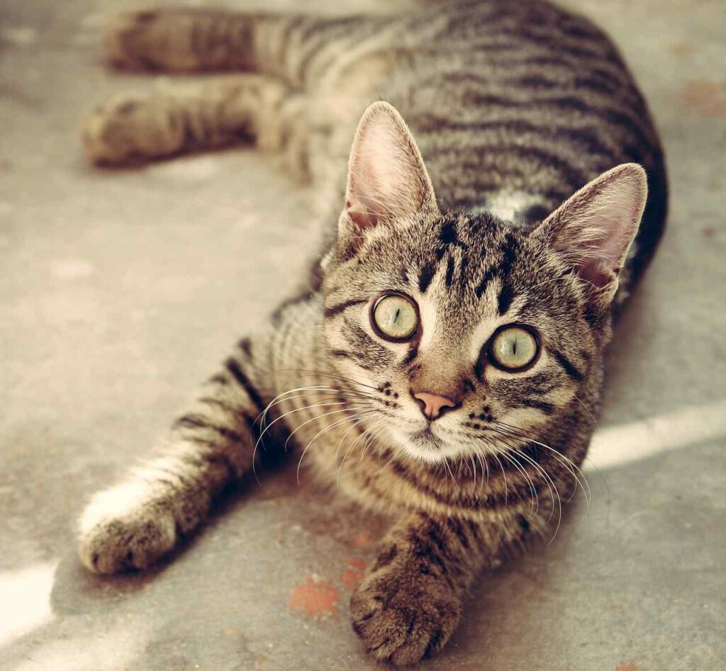 What is Tabby Cat?