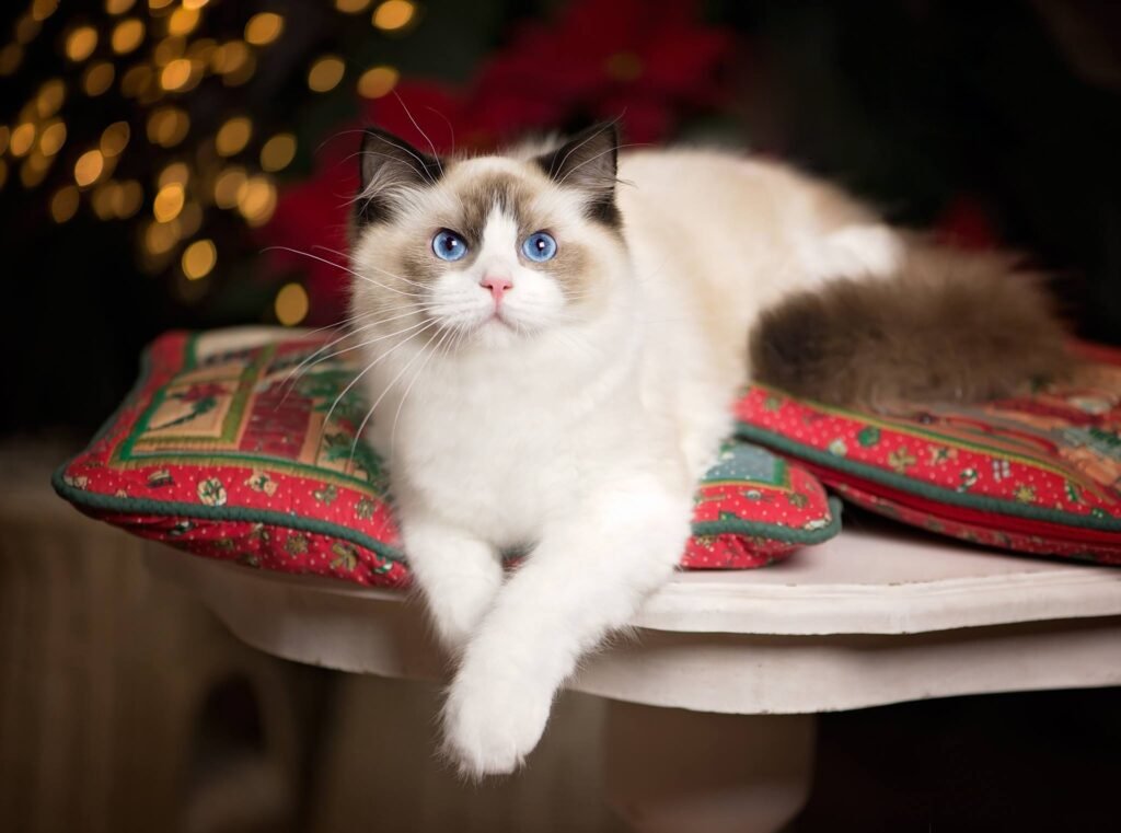 Are Ragdoll Cats Good With Dogs?