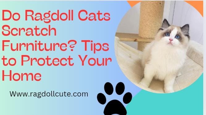 Do Ragdoll Cats Scratch Furniture?