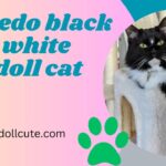 Tuxedo Black and White Ragdoll Cat