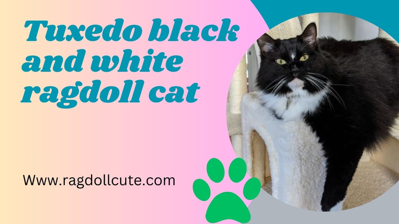 Tuxedo Black and White Ragdoll Cat