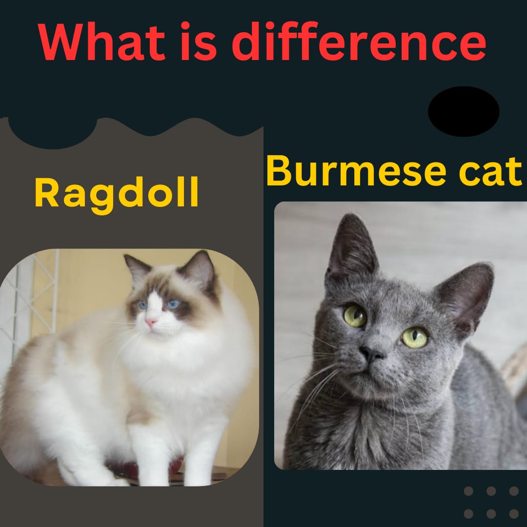 Burmese vs Ragdoll