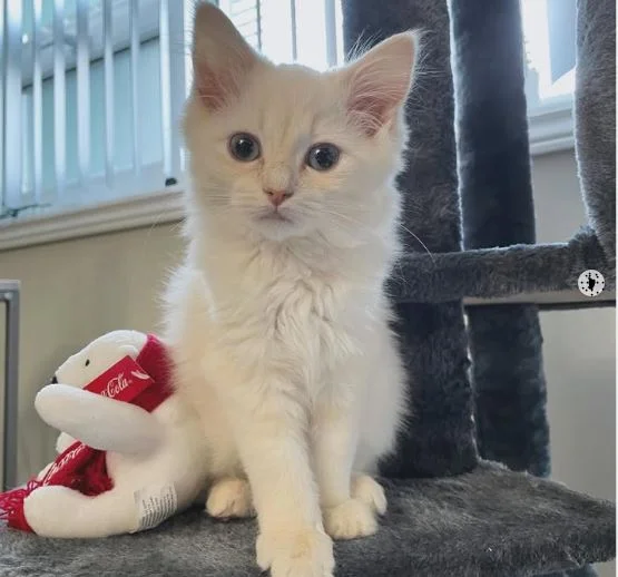 flame point ragdoll kitten