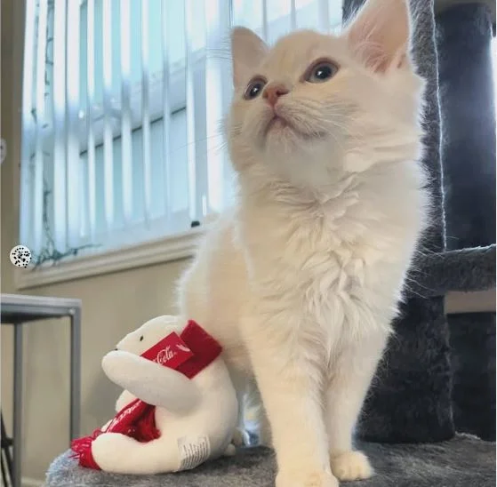 flame point ragdoll kitten