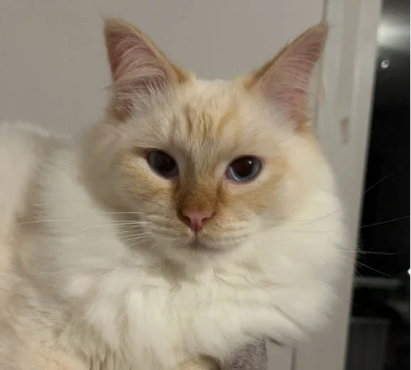 flame point ragdoll cat