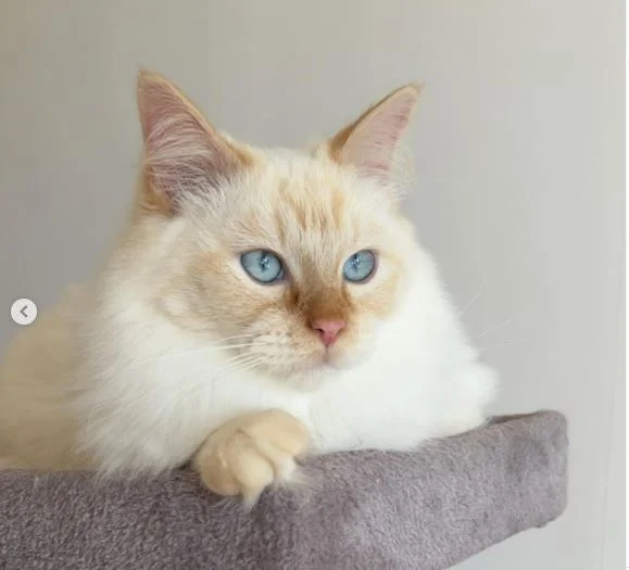 flame point ragdoll cat