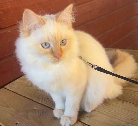 Flame Point Ragdoll Cat