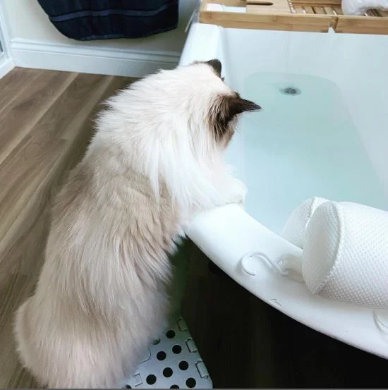 Why Does My Ragdoll Cat Throw Up?