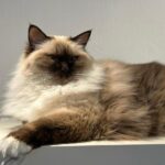 Sepia Ragdoll cat