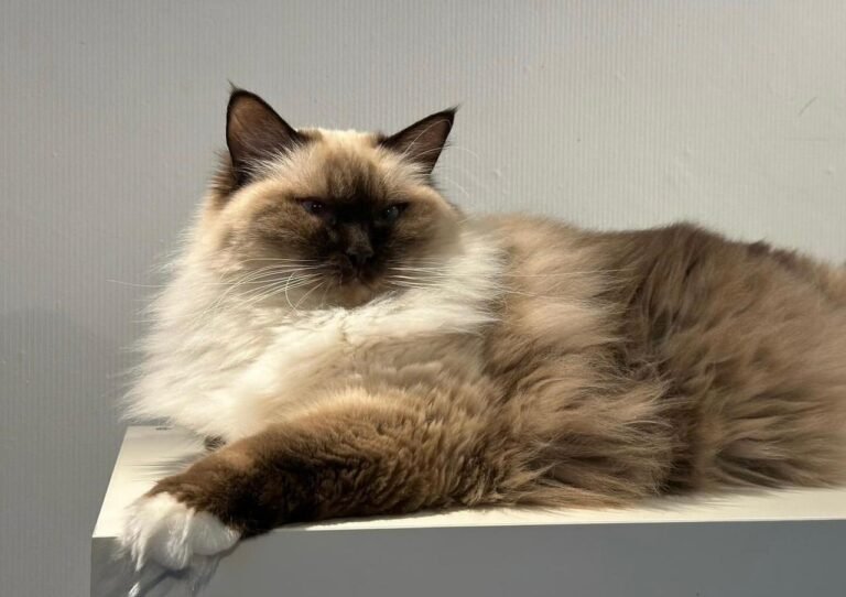 Sepia Ragdoll cat