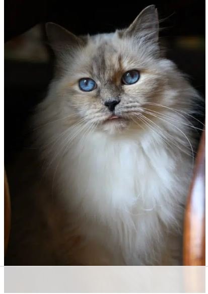 Blue-Cream Lynx Point Ragdoll