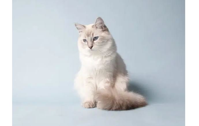 Lilac Cream Lynx Point Ragdoll 