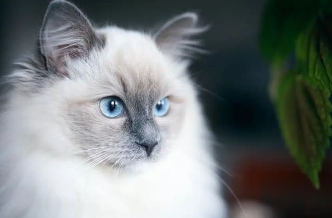 Blue lynx point ragdoll cat