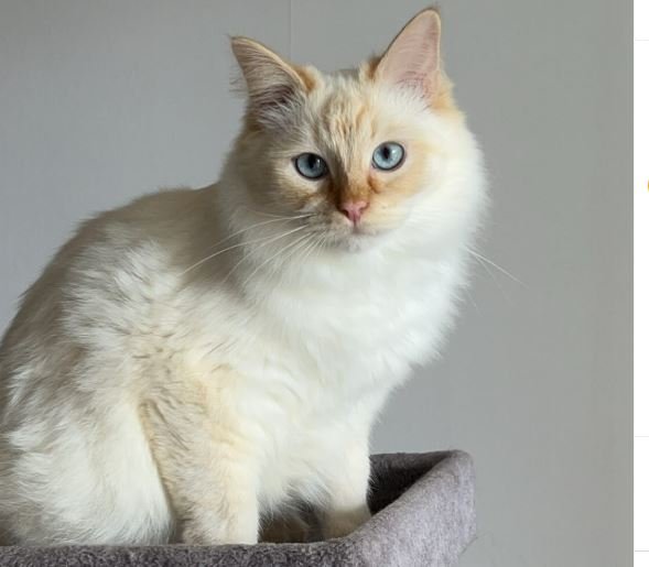 Red lynx point ragdoll cat