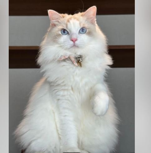 Cream lynx point ragdoll