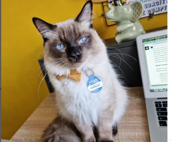 Seal Tortie Point Ragdoll