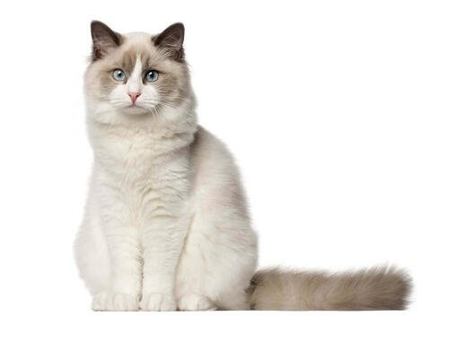 Blue Cream Point Ragdoll Cat