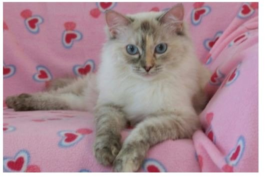 Seal Tortie Lynx Point Ragdoll Cat