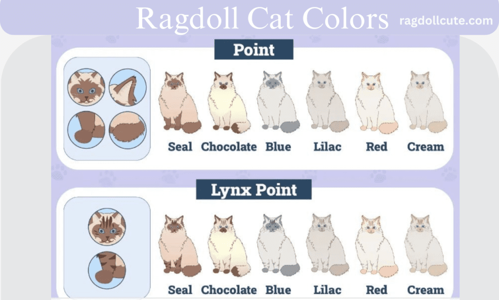 Ragdoll cat colors