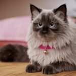 Ragamuffin Black Ragdoll Cat