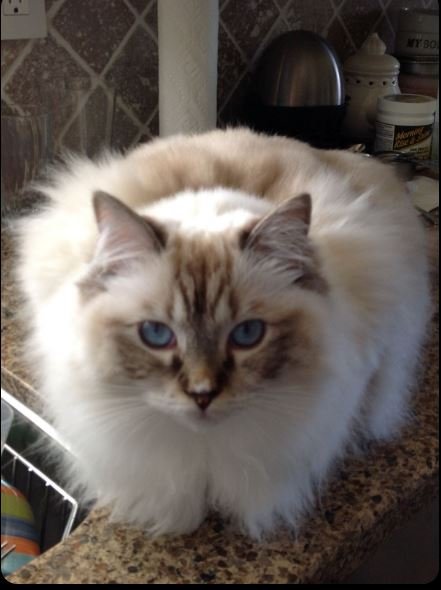 Chocolate lynx point ragdoll