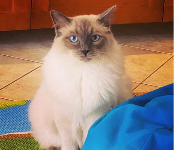 Blue point ragdoll