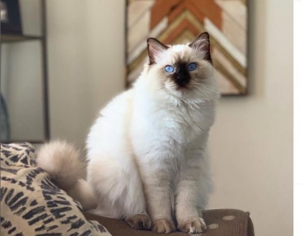 Chocolate point ragdoll