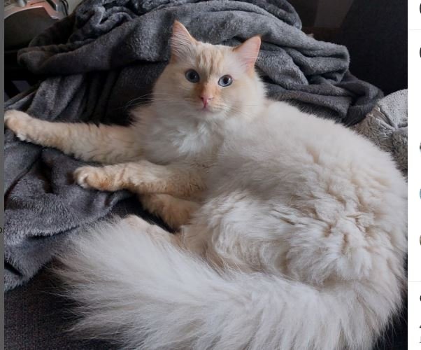 Flame point (Redpoint)  ragdoll