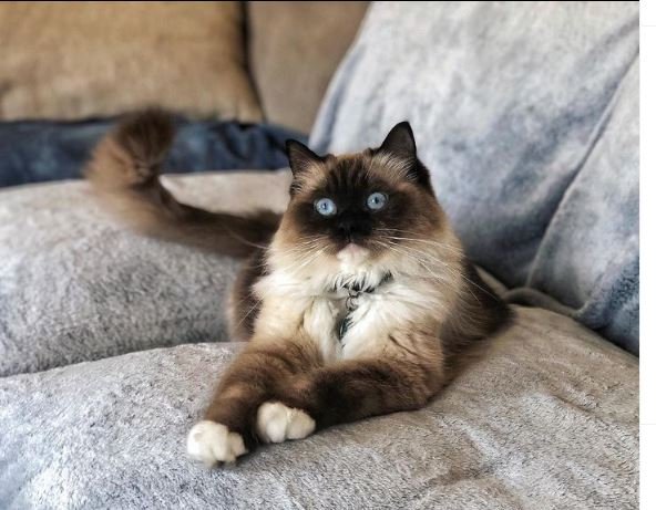 Seal point  ragdoll