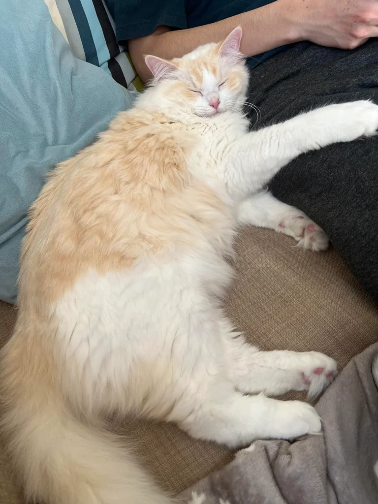 Red Bicolor (Flame Bicolor) Ragdoll