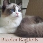 bicolor Ragdolls: Colors and Patterns!