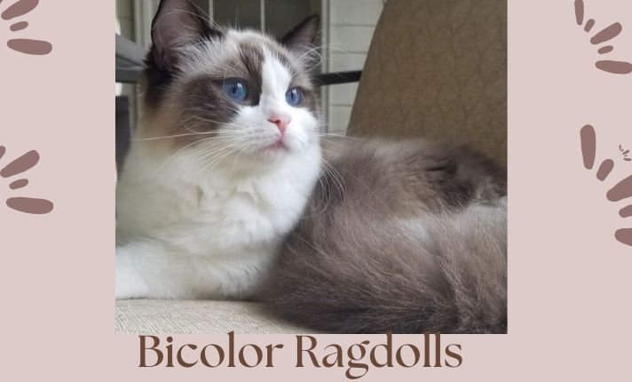 bicolor Ragdolls: Colors and Patterns!