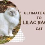 Lilac Ragdoll cat