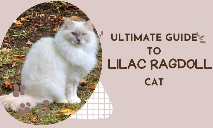 Lilac Ragdoll cat