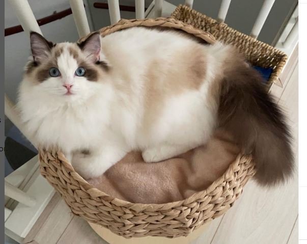 Seal Bicolor Ragdoll