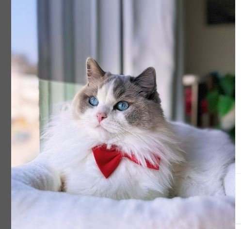 Blue Bicolor Ragdoll