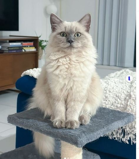 Blue Mink Ragdoll 