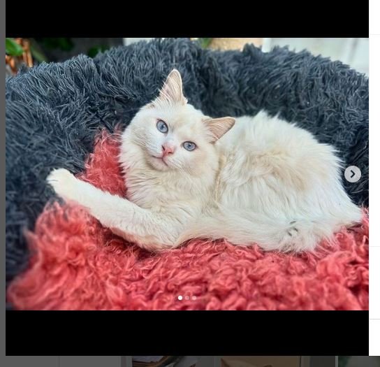 Lilac Bicolor Ragdoll