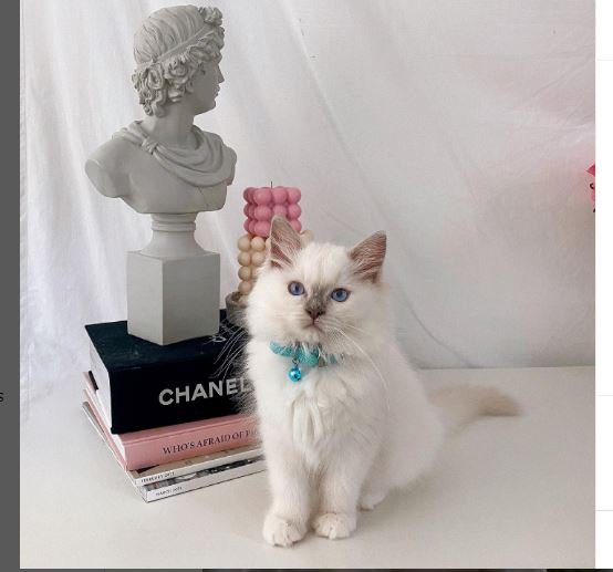 Lilac Mitted Ragdoll