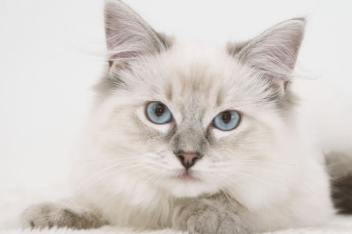 Lilac Lynx (Tabby) Ragdoll