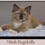 Mink Ragdolls