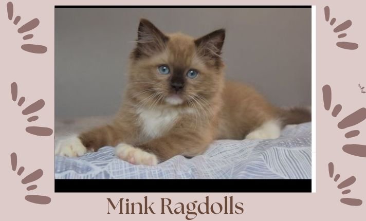 Mink Ragdolls