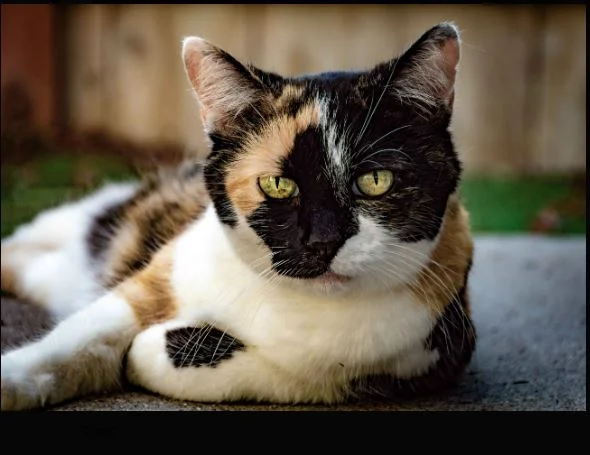 Calico Ragdoll Kittens 