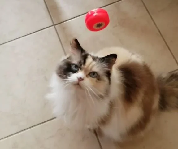 Calico Ragdoll Cat