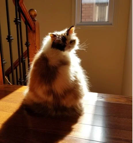 Calico Ragdoll Cat