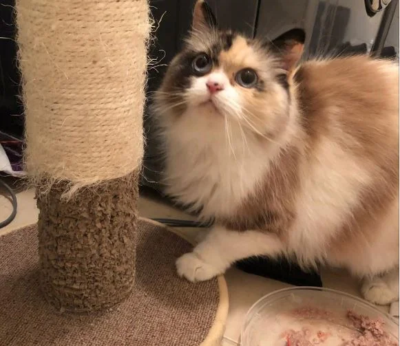 Calico Ragdoll Cat